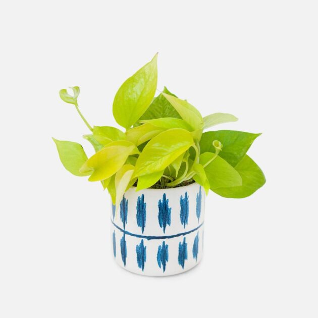 Neon Pothos