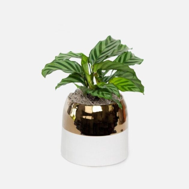 Calathea Freddie