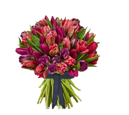 Bouquet_de_tulipes_pourpre