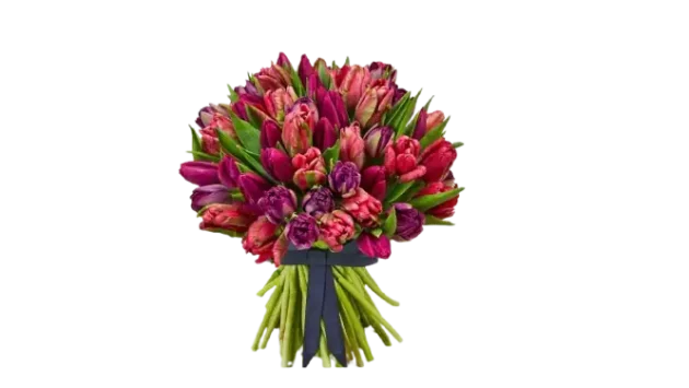 Bouquet_de_tulipes_pourpre