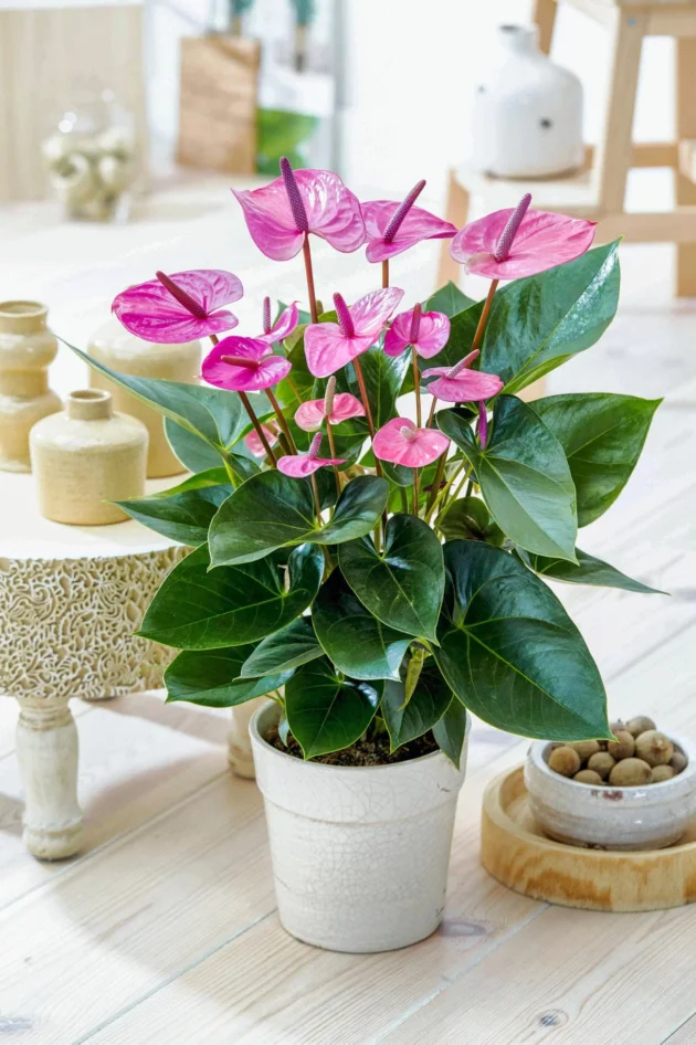 anthurium fuchsia