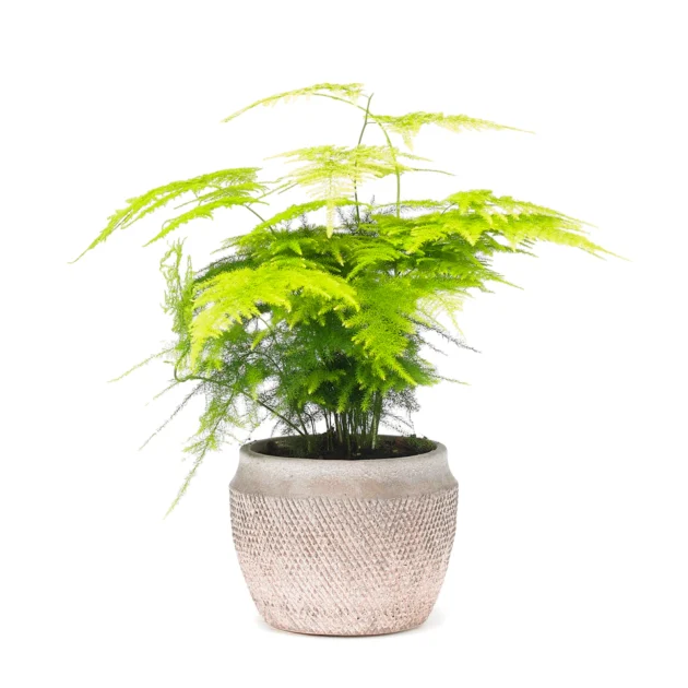 Asparagus Pot