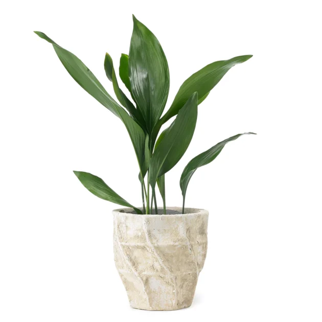 Aspidistra