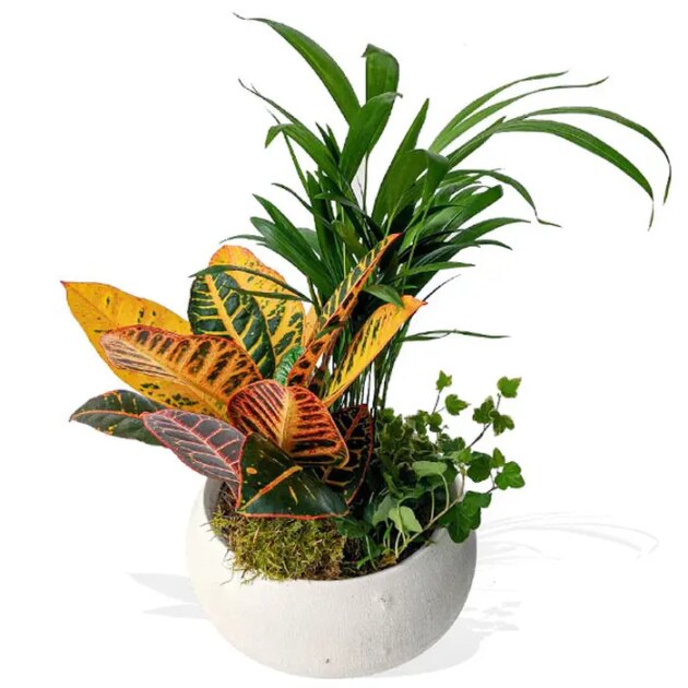 Coupe de plante verte