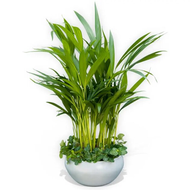 Kentia coupe de plantes