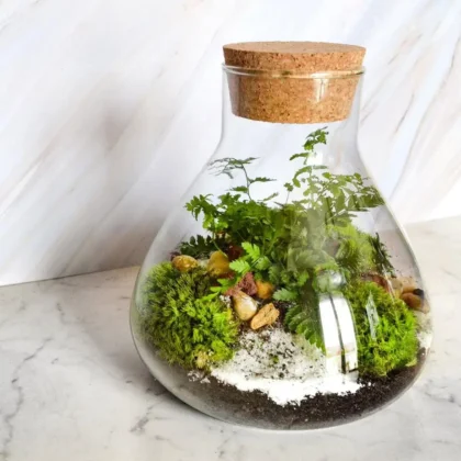 Terrarium plante d'intérieur