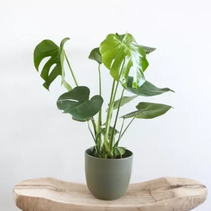 Plante verte monstera