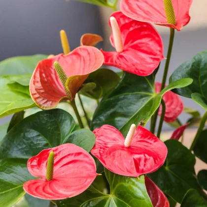 Anthurium