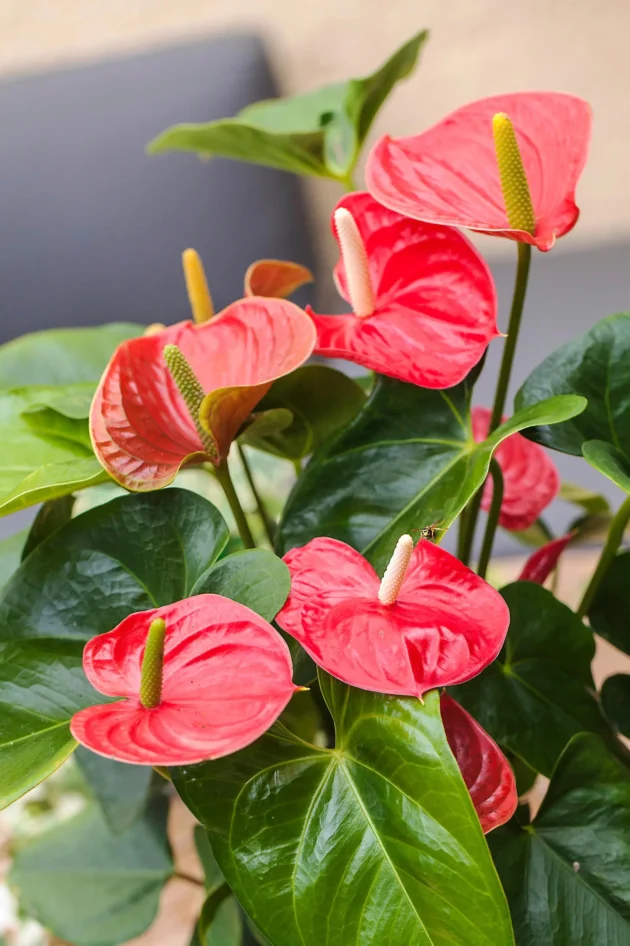 Anthurium