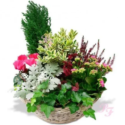 panier-plantes-variees