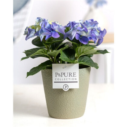 Hortensia diamètre 10 avec cache-pot