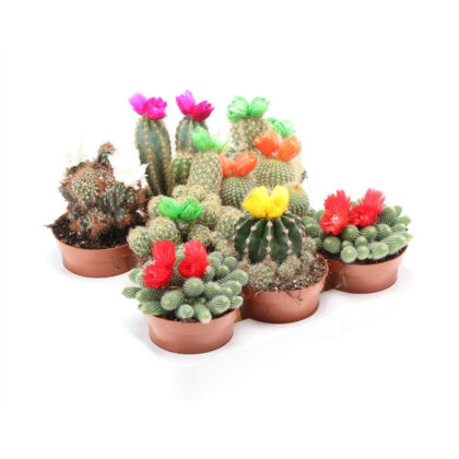 succulente cactus diamètre 8,5